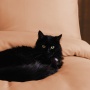 Постельное белье Issimo Home Симпли, персик, евро, сатин DELUXE купить
